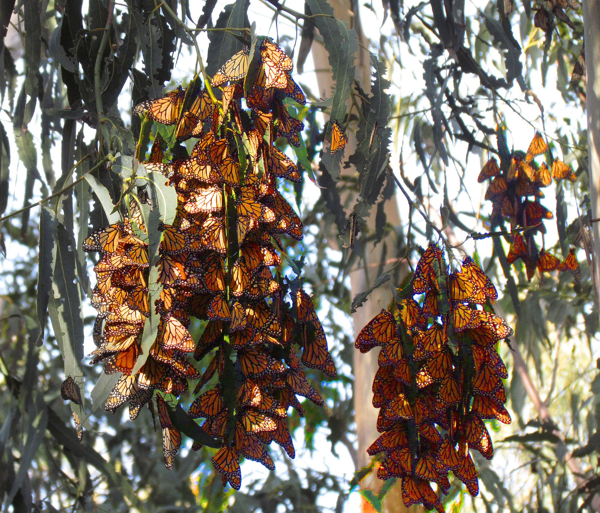 Monarch Butterflies Clustering by Jitze Couperus