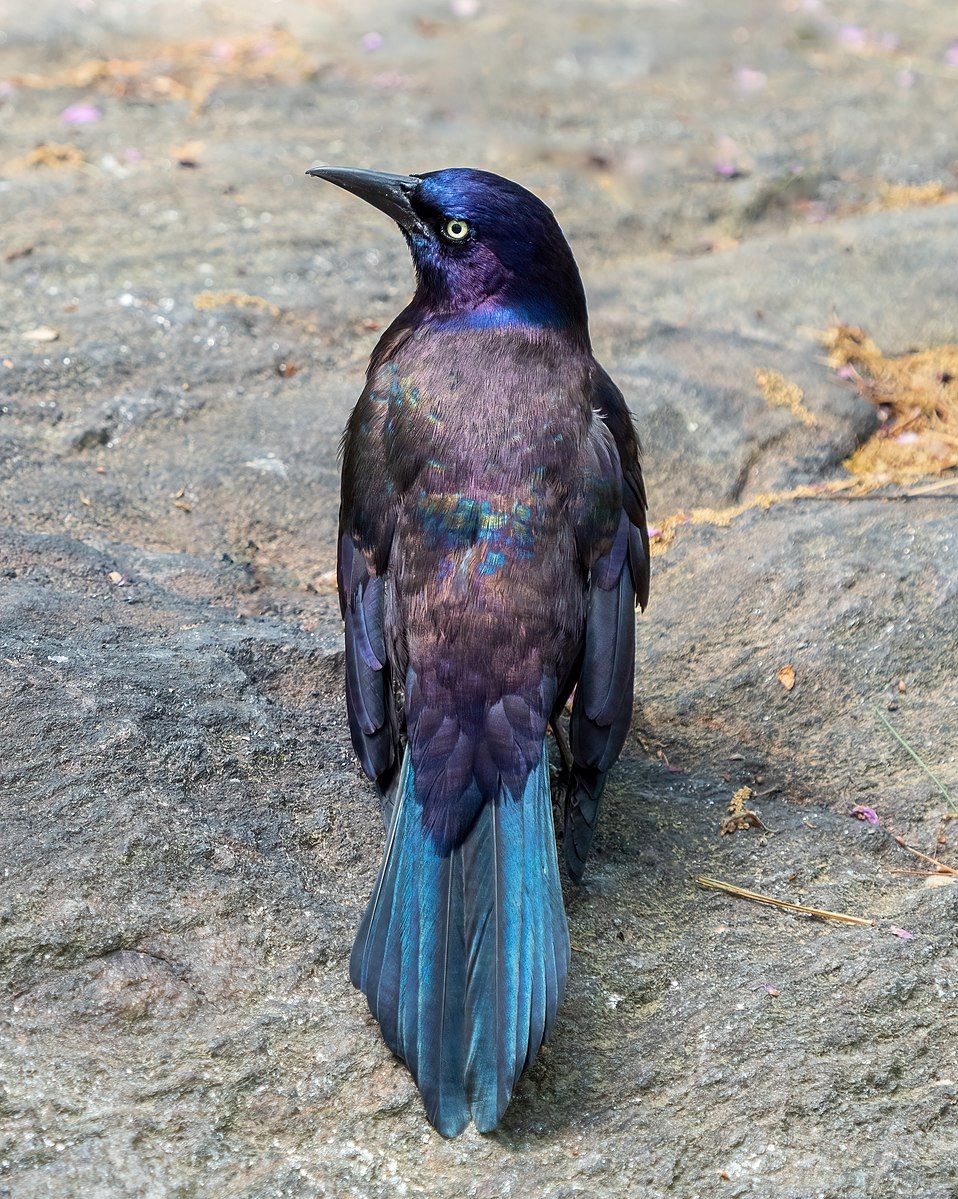 Common Grackle Iridescence by Rhododendrites, Wikimedia Commons