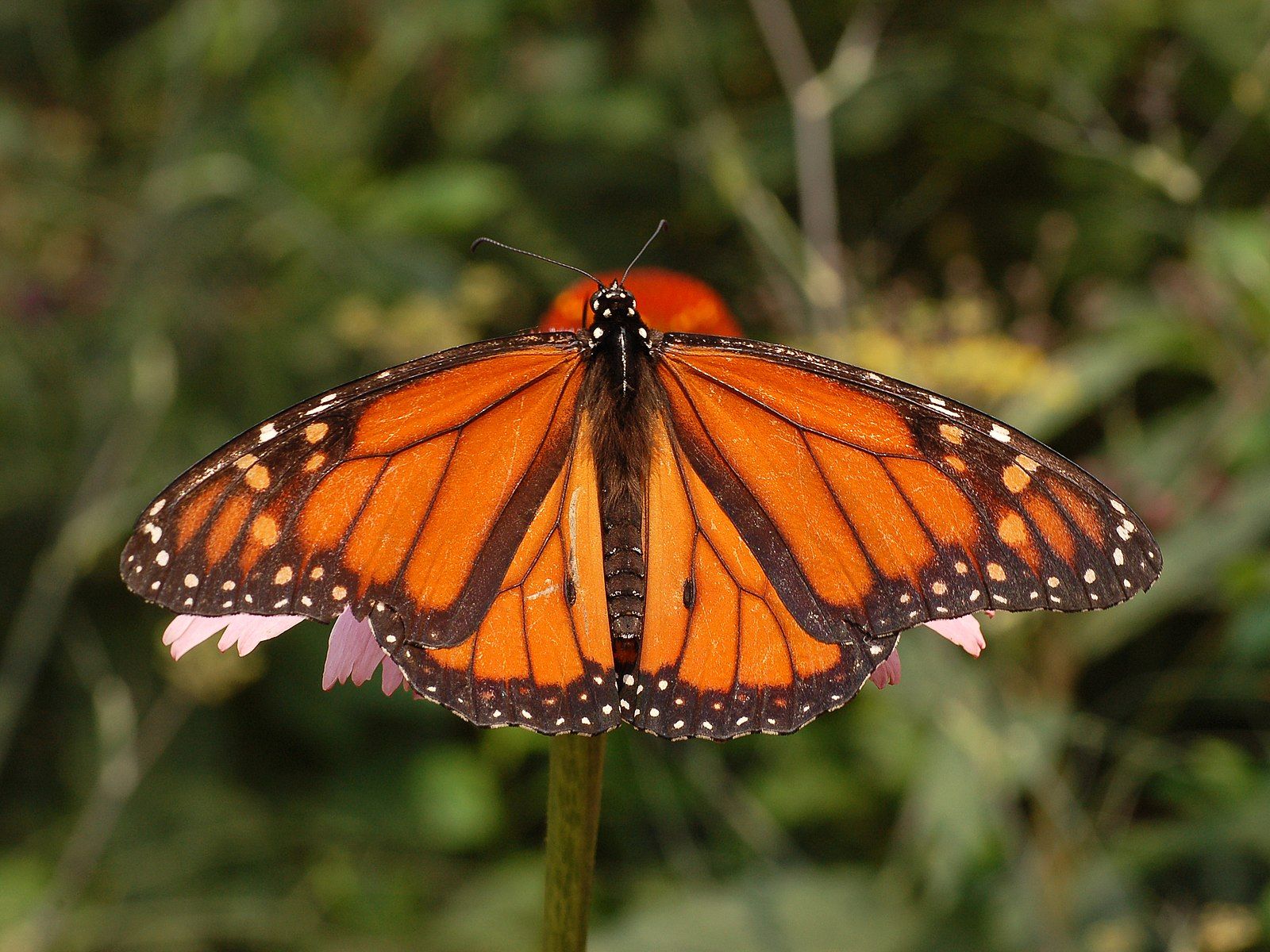 Monarch Butterfly by Derek Ramsey, Wikimedia Commons