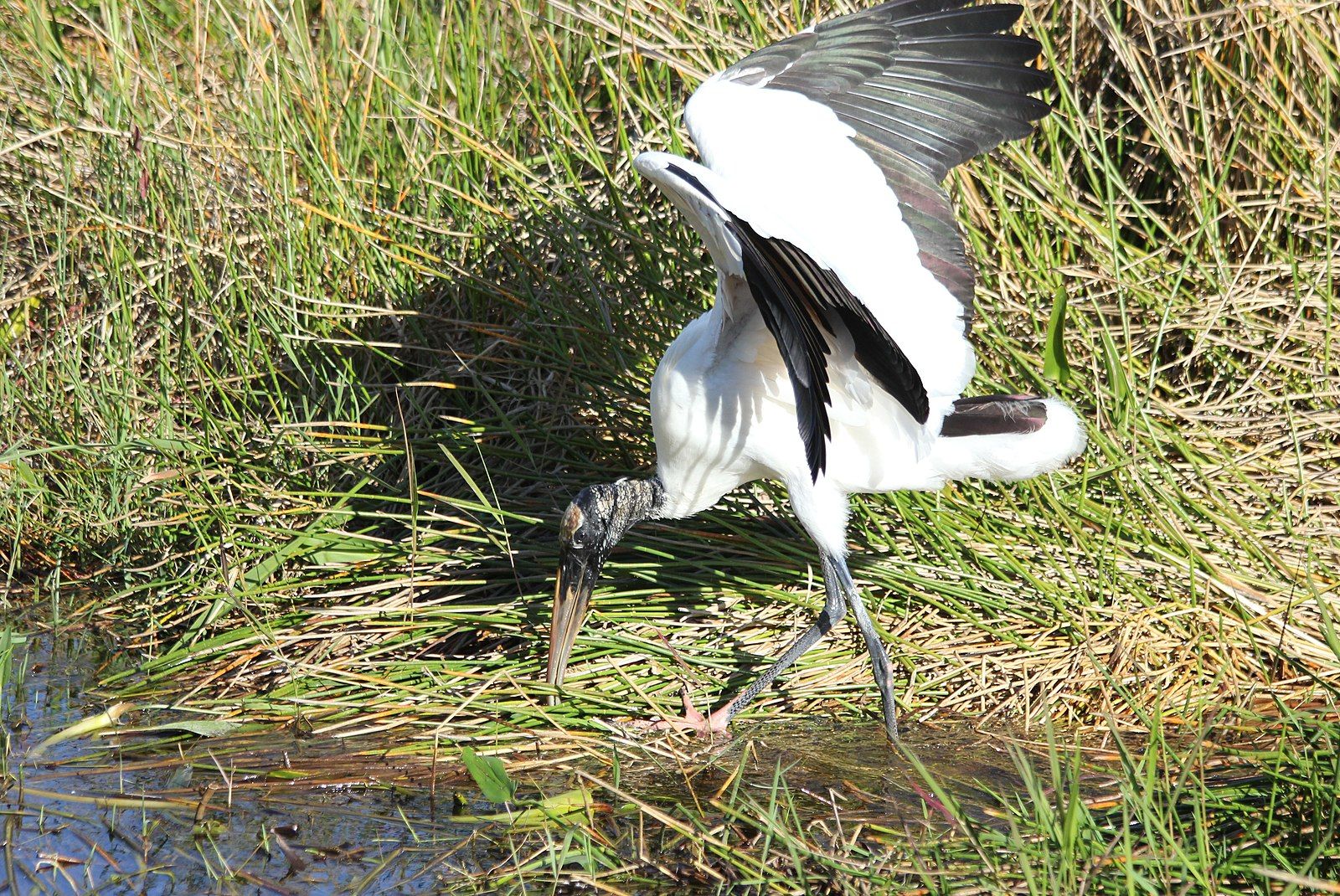 Wood Stork Foraging by cuatrok77, Wikimedia Commons