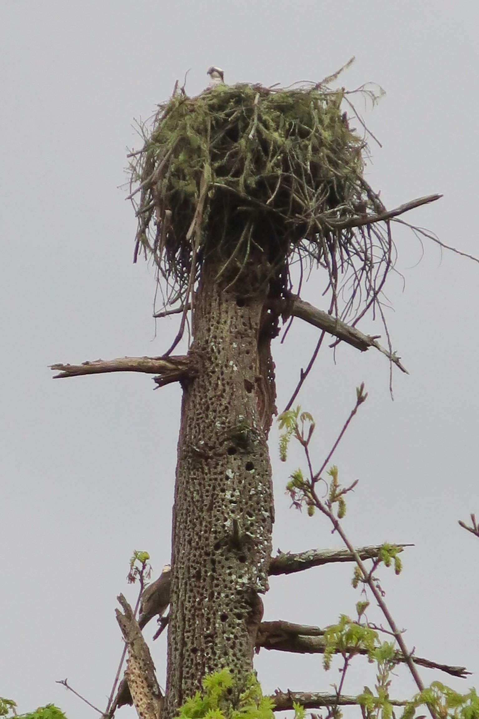 Osprey nest by Jinx McCombs, Flickr