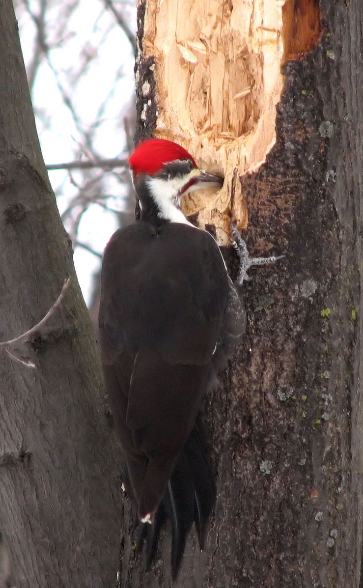 Pileated Woodpecker Drilling for Food by D. Gordon E. Robertson, Wikimedia Commons