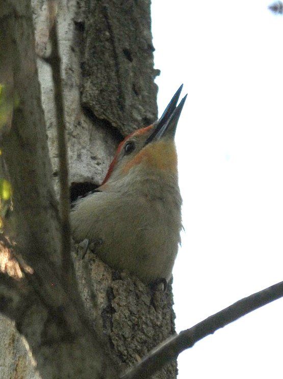 Red bellied woodpecker peeking out of its nest by Badjoby, Wikimedia Commons