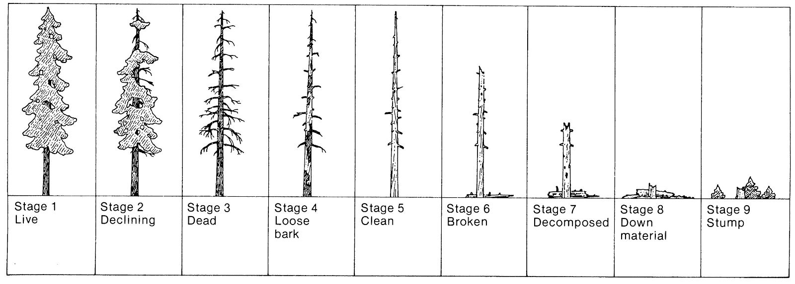 Snag Stages by USDA Forest Service, Wikimedia Commons