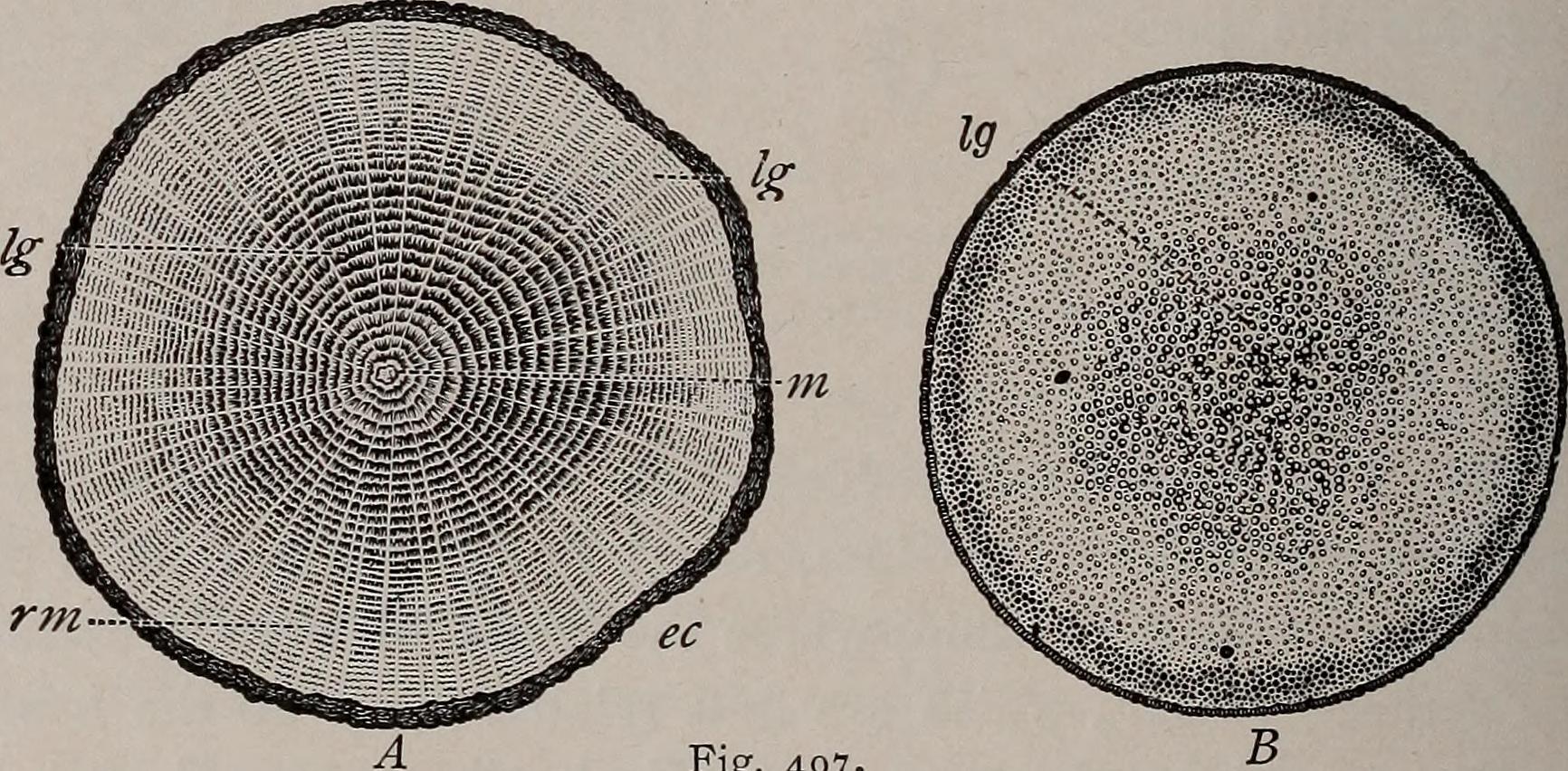 Oak tree and palm tree cross sections by Internet Archive Book Images, Flickr