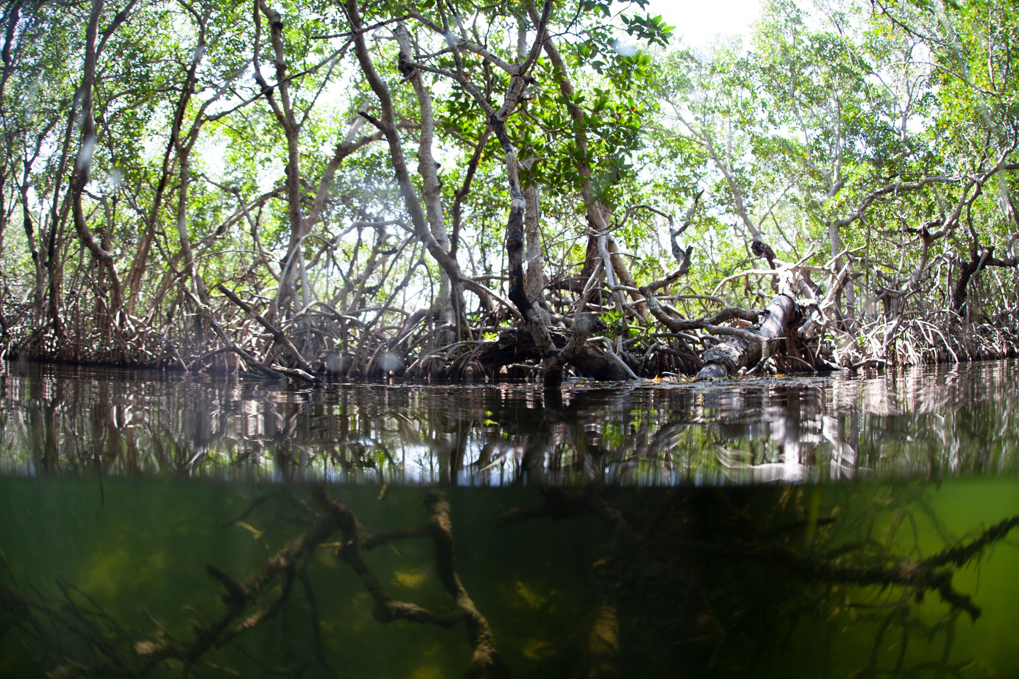 FKNMS Mangroves by National Marine Sanctuaries