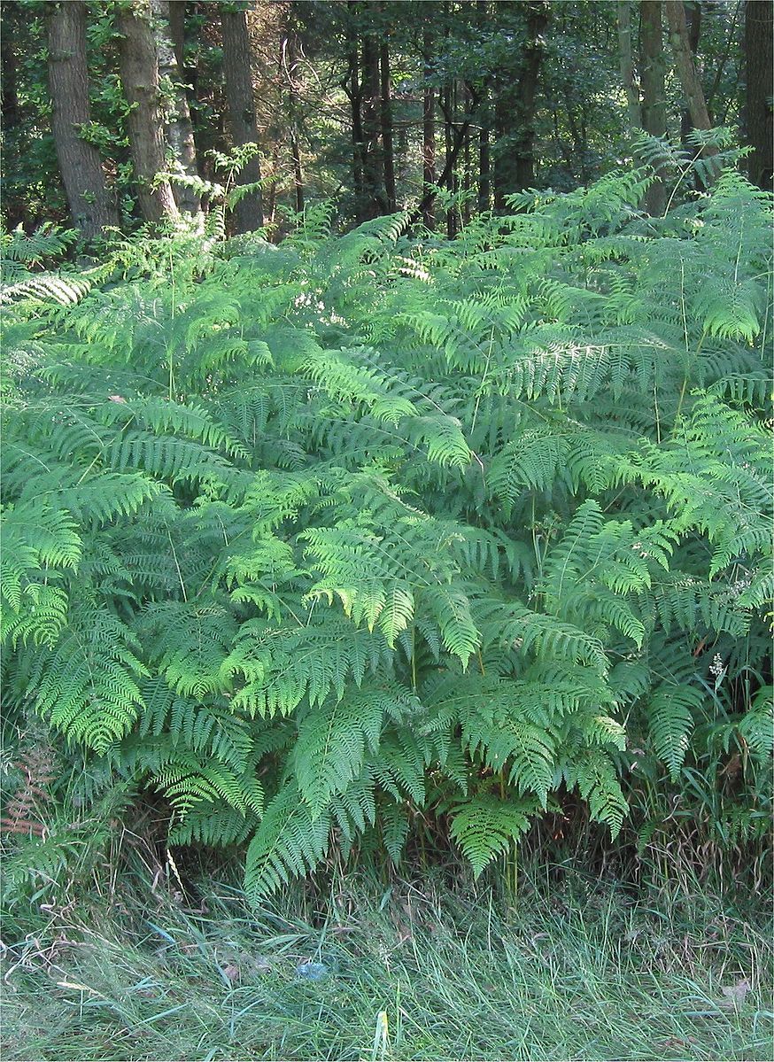 Pteridium aquilinum by Rasbak, Wikimedia Commons