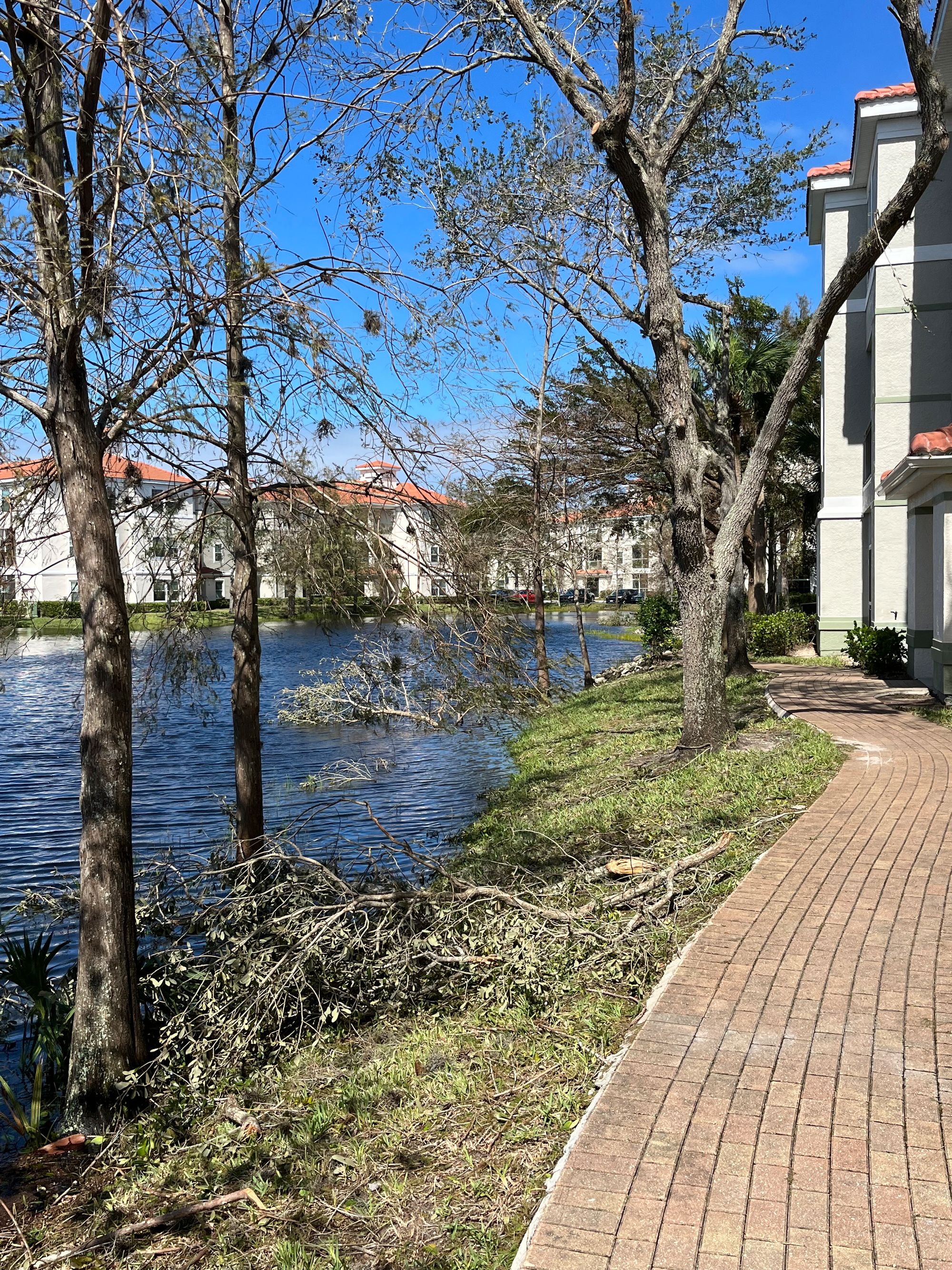 Tree Damage after Hurricane Ian by Derek de Witt