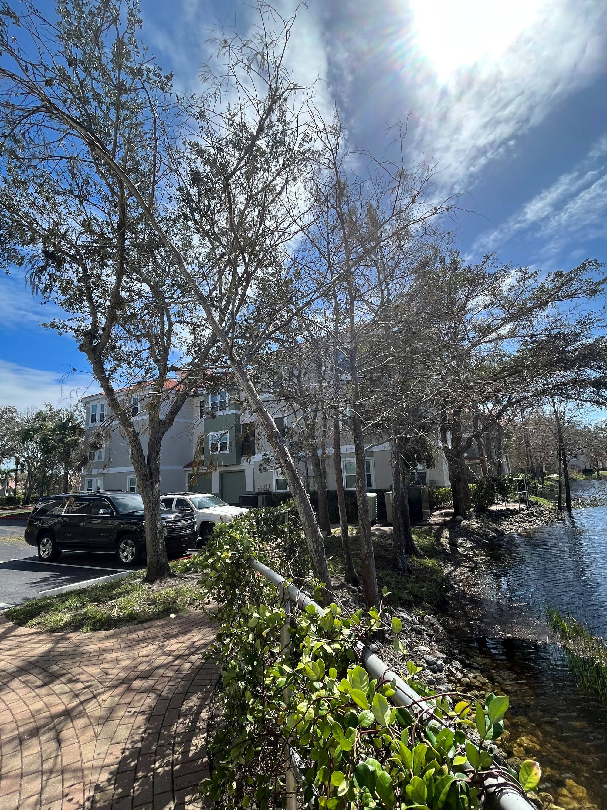 Bent Cypress Tree after Hurricane Ian by Derek de Witt