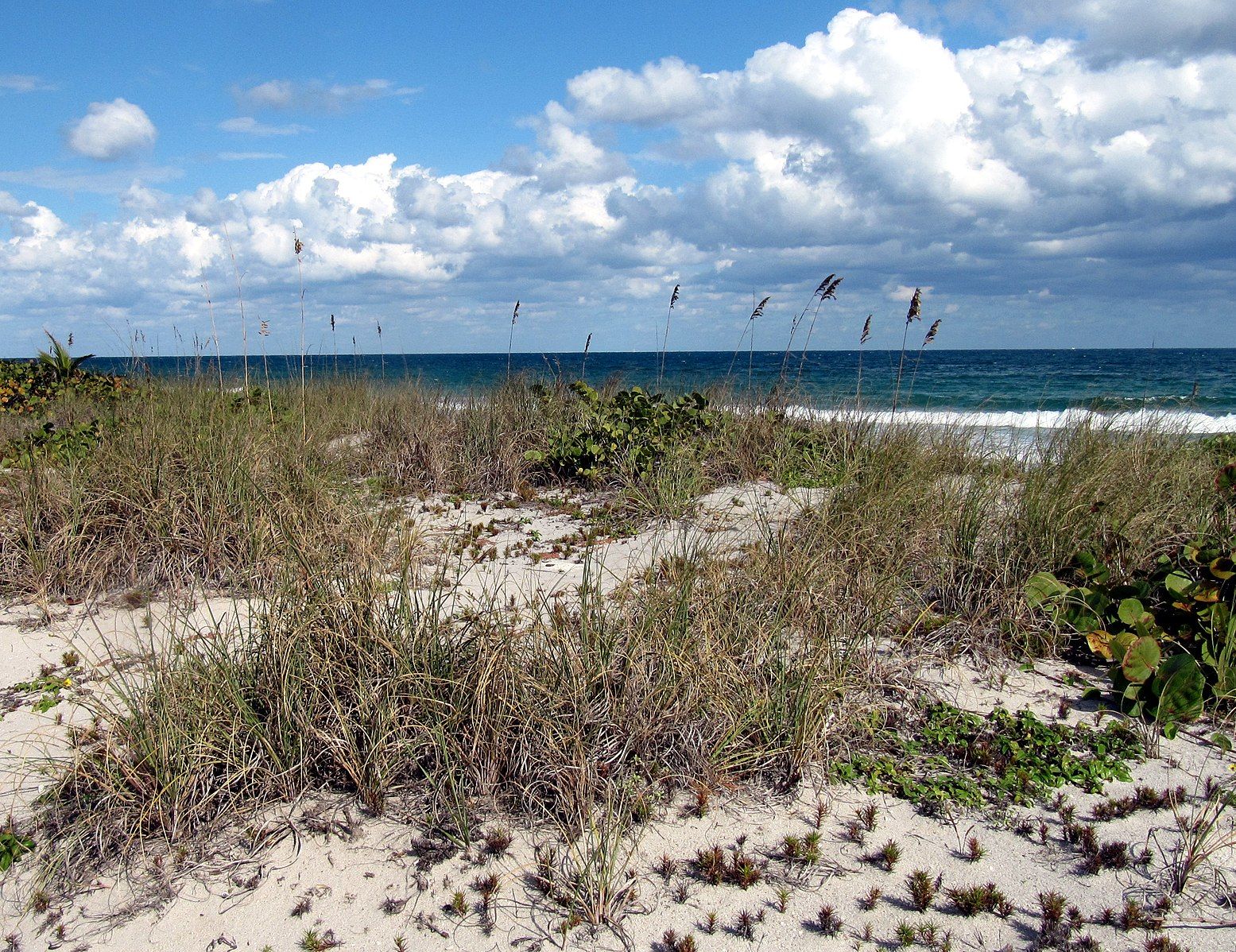 Sea oats on a sand dune crest by Georgialh, Wikimedia Commons