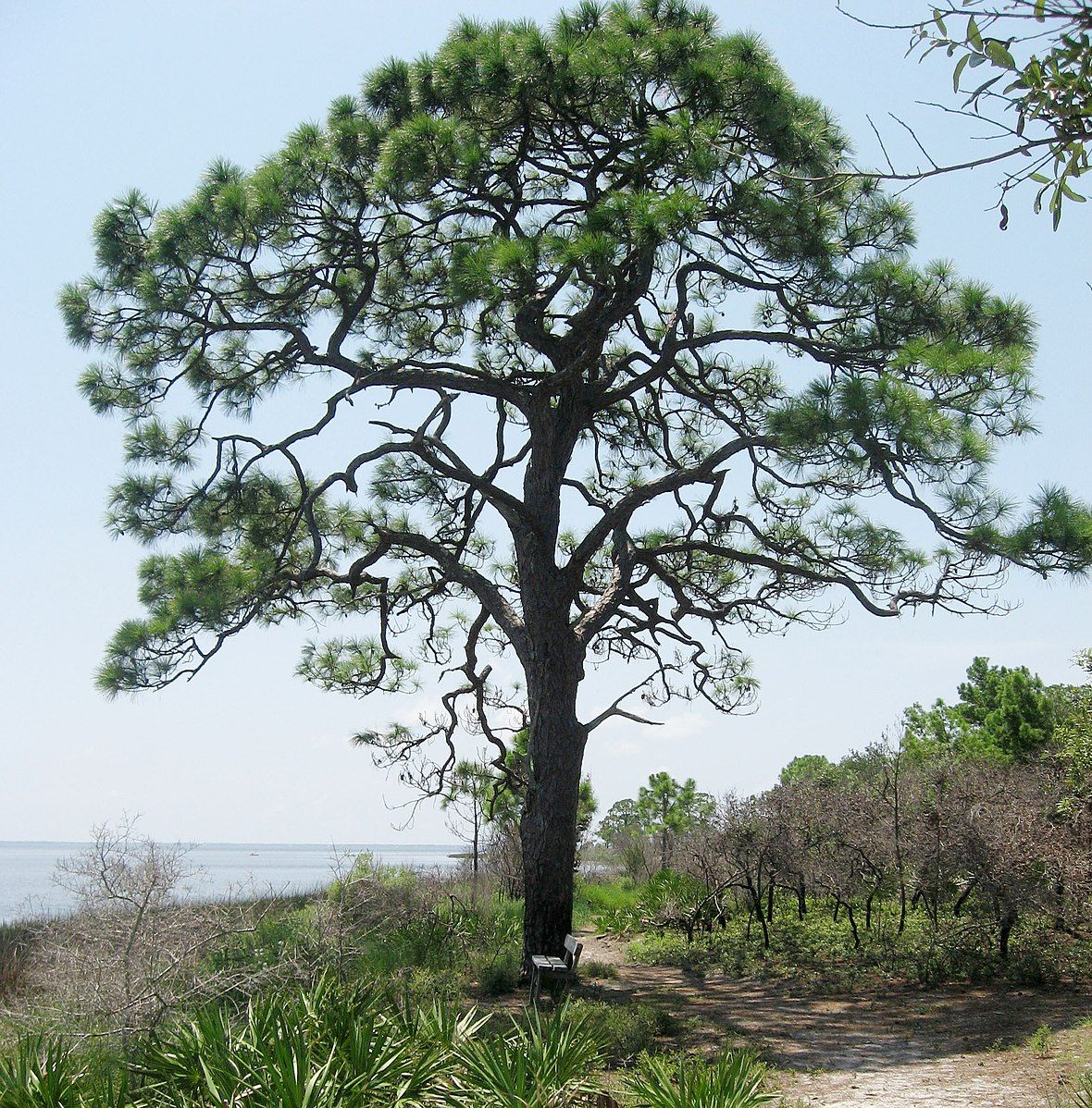 Slash pine by Mason Brock, Wikimedia Commons