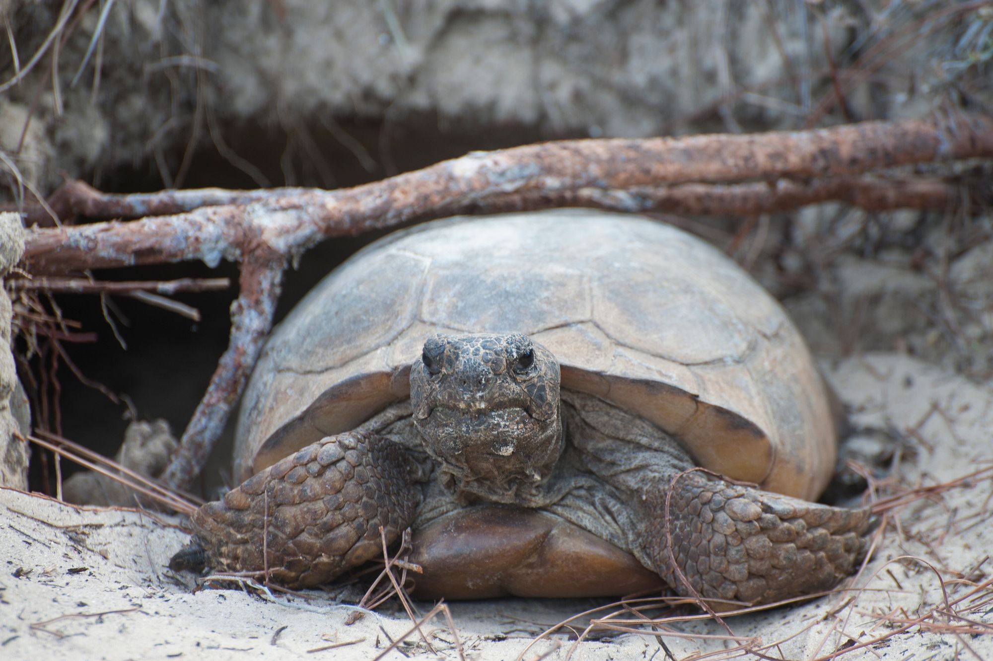 Gopher Tortoise Emerging from Burrow by vladeb, Flickr