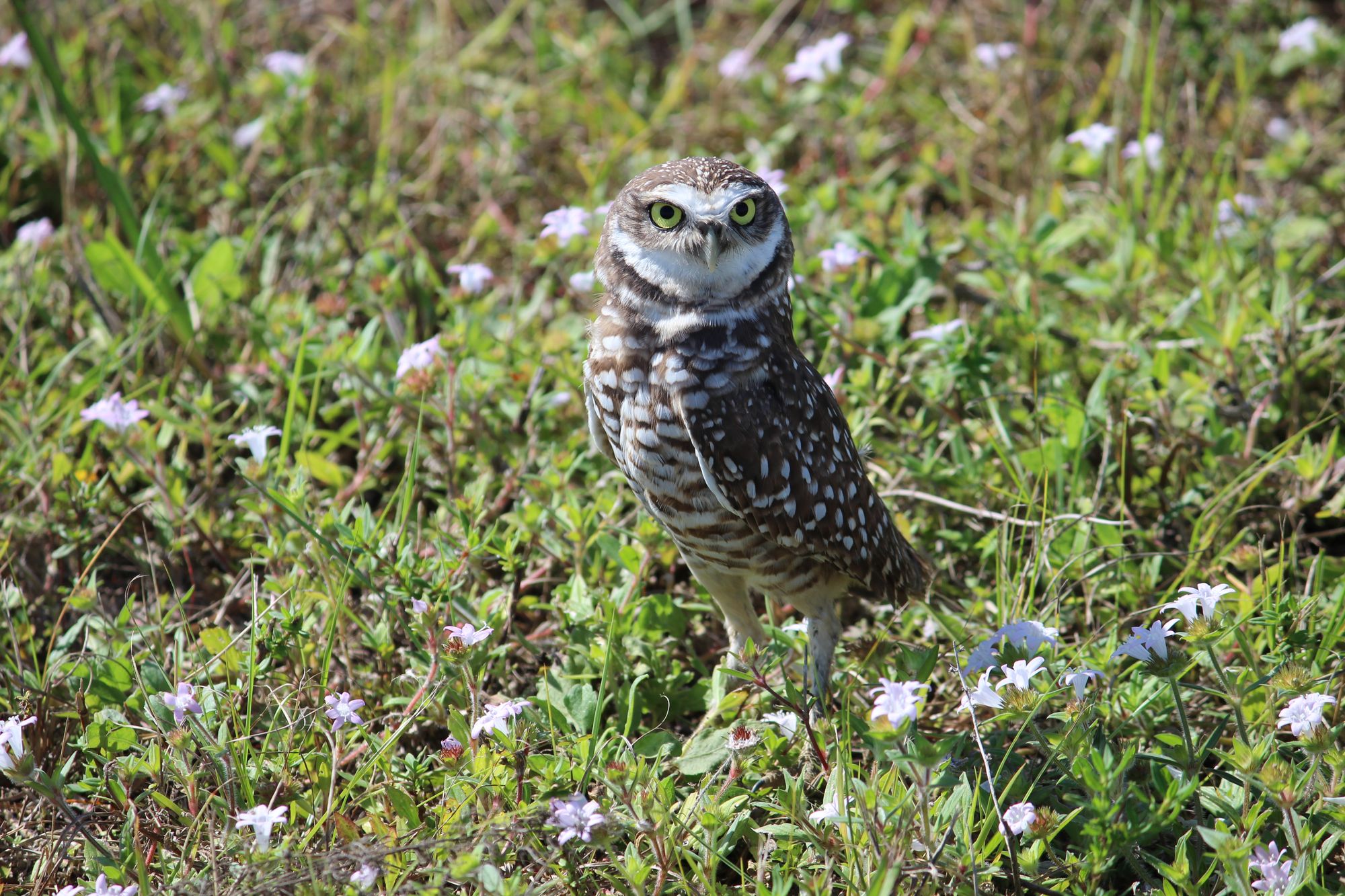 Burrowing Owl by Florida Fish and Wildlife, Flickr