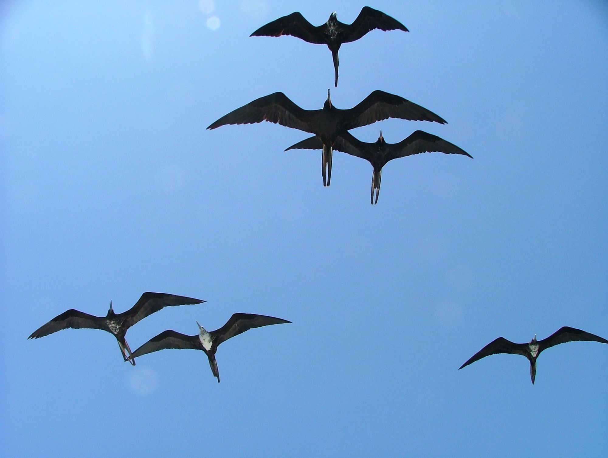 Frigatebirds by Sophie Robson, Flickr
