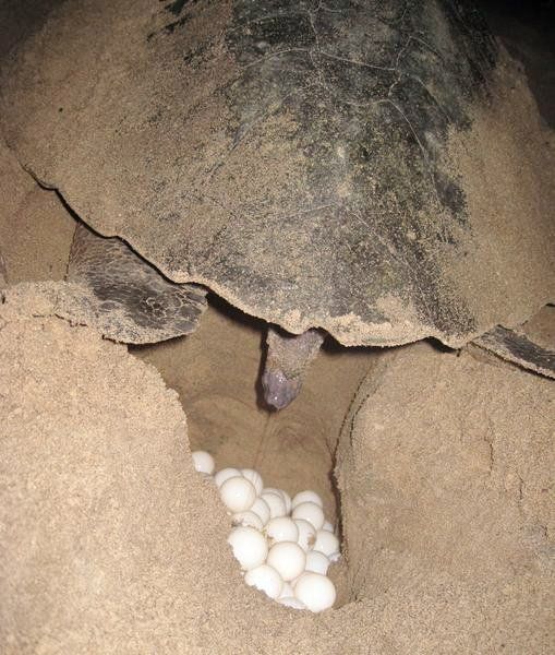 Sea Turtle Laying Eggs by Derek de Witt