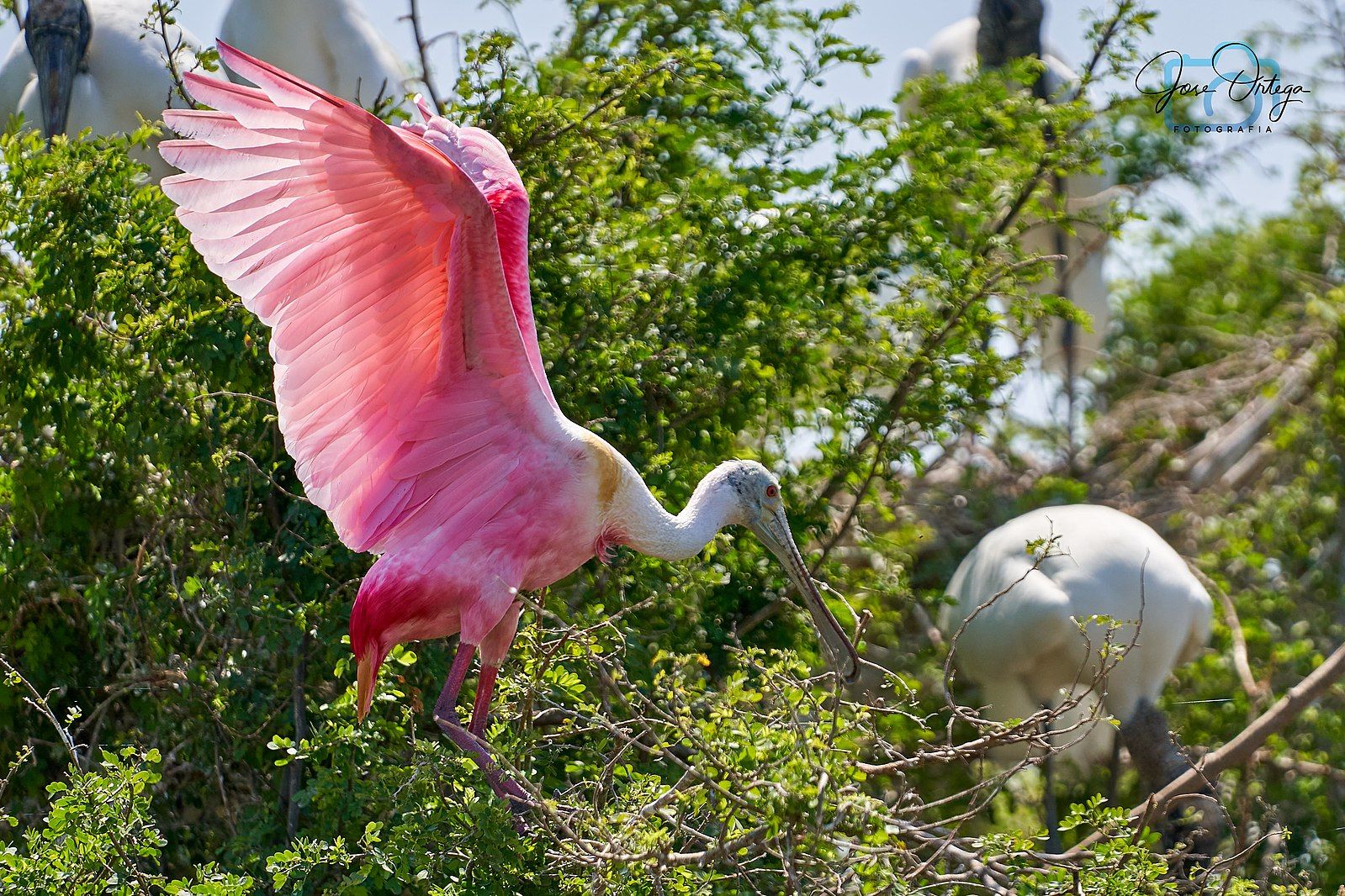 Roseate Spoonbill by Jgocfoto, Wikimedia Commons