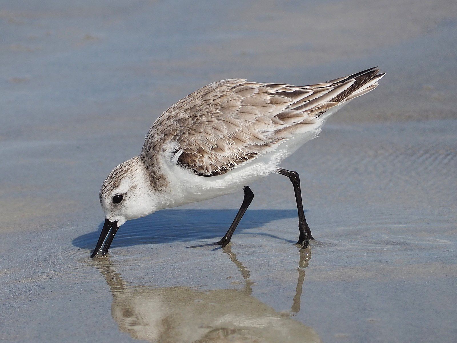 Sanderling Feeding by Nosferratus, Wikimedia Commons