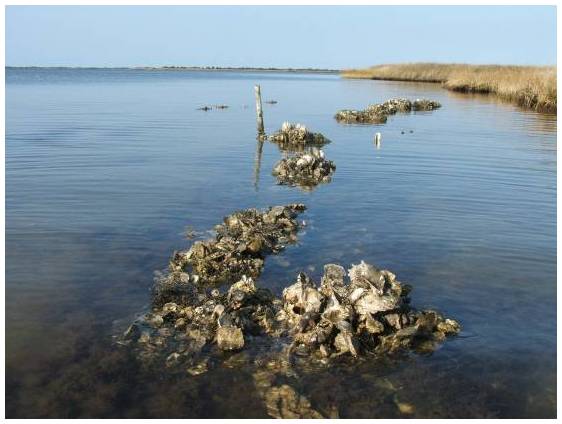 Oyster Reefs by US Fish and Wildlife Service, Flickr