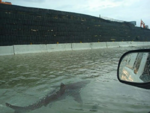 Hurricane Shark Hoax (original shark picture by Thomas P. Peschak, flood photographer unknown, compiler unknown), Wikimedia Commons