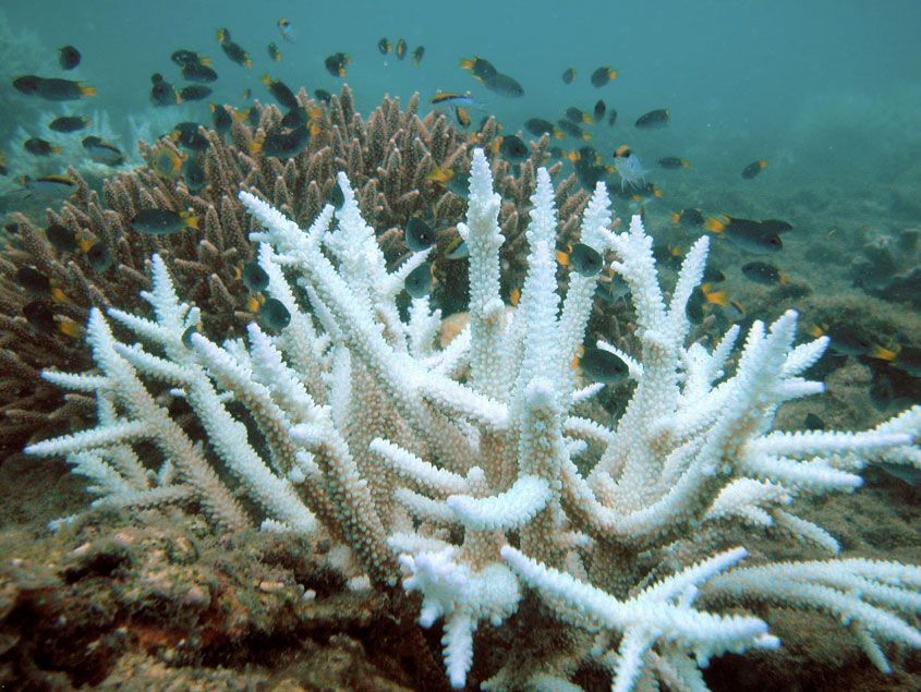 Bleached coral with normal coral in the background by Acropora, Wikimedia Commons