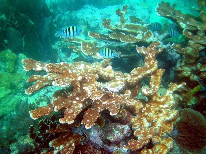 Elkhorn coral on Molasses reef by Hwttdz, Wikimedia Commons