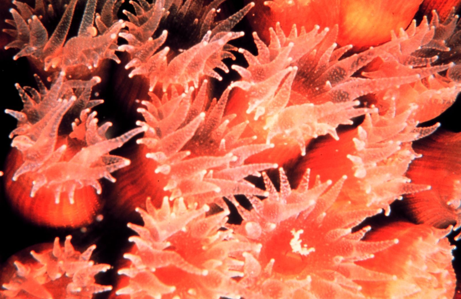 Montastrea cavernosa coral polyps by Spaully, Wikimedia Commons