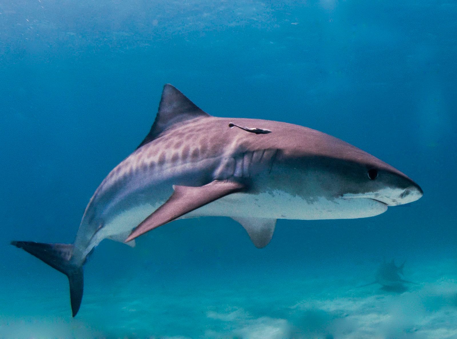 Tiger Shark by Albert Kok, Wikimedia Commons