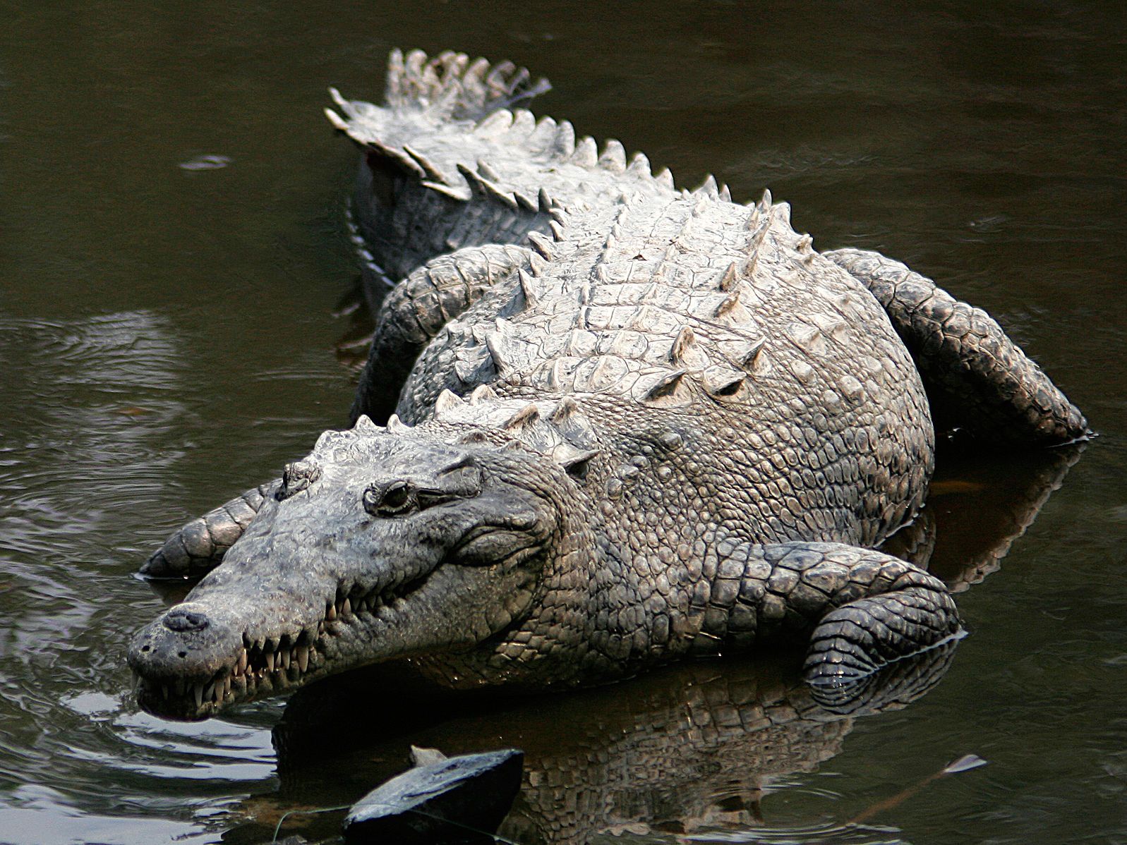 American Crocodile by Tomás Castelazo, Wikimedia Commons