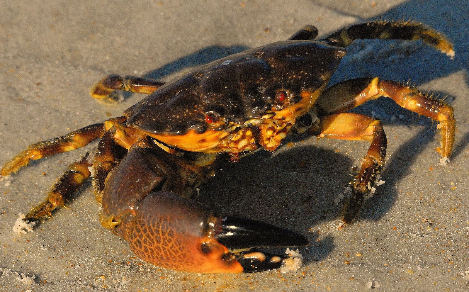 Juvenile Stone Crab by Andrea Westmoreland, Wikimedia Commons