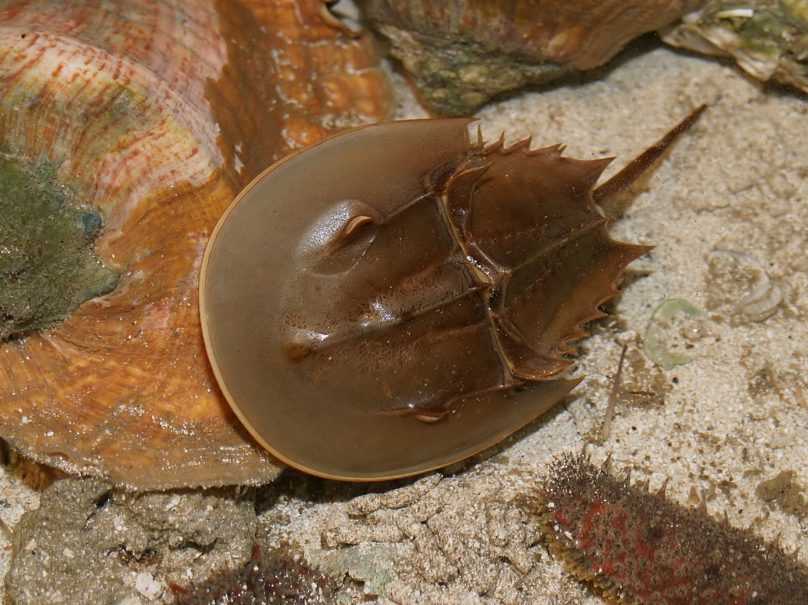 Horseshoe crab by Hans Hillewaert, Wikimedia Commons