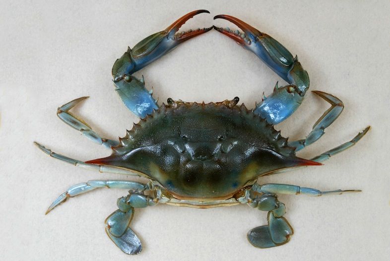 Blue Crab by Wendy Kaveney, Wikimedia Commons